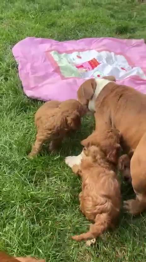 Cockapoo dogs for sale: Family raised Cockapoo babies  - Video 1