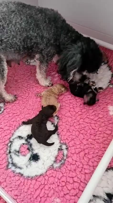 Poochon dogs for sale: Wow beautiful poochons - Video 1