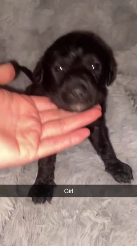 Mixed Breed dogs for sale: 4 chunky colliedoors - Video 2