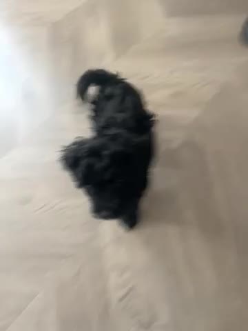 Cockapoo dogs for sale: READY NOW F1B Toy Cockapoo - Video 1