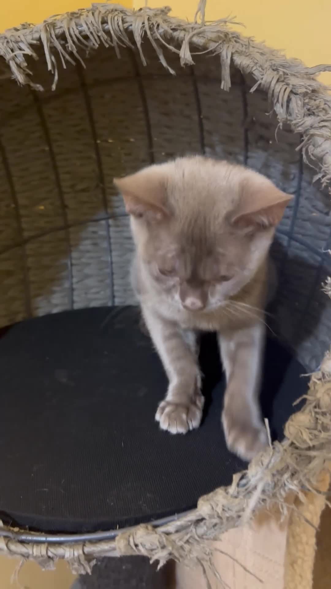 Bengal cats for sale: Champion GCCF Registered Silver Blue Bengal Kitten - Video 2