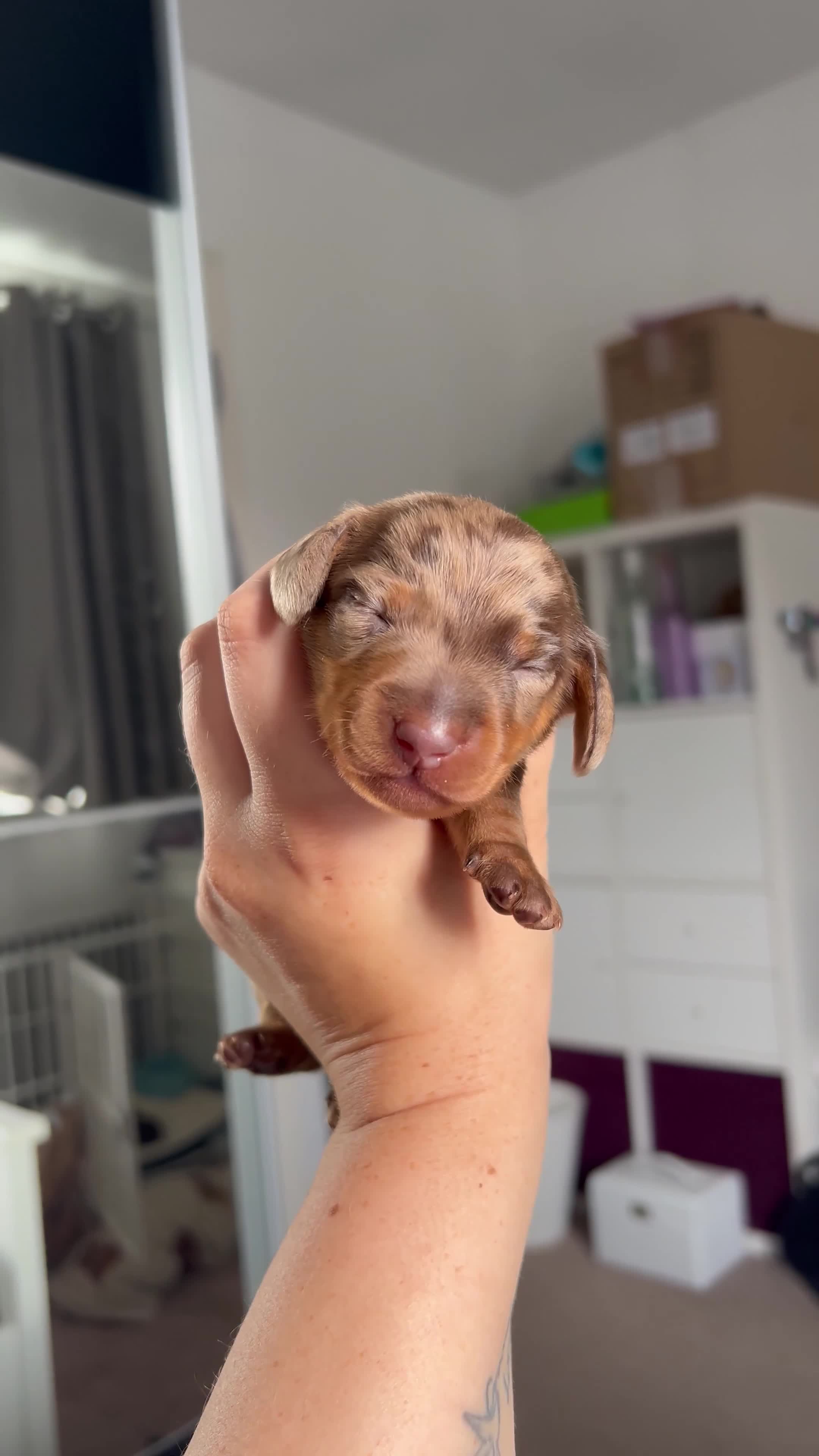 Miniature Dachshund dogs for sale: 4 miniature dachshunds  - Video 2
