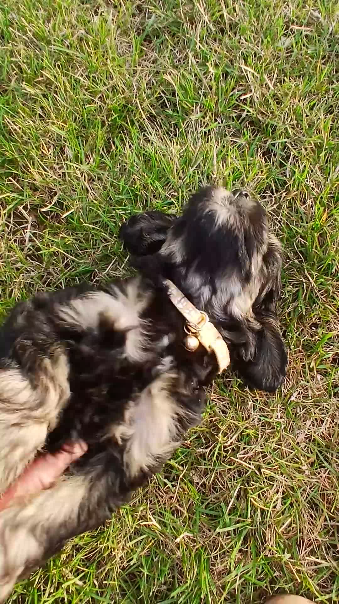 Cockapoo dogs for sale: LAST lovable toy cockapoo girl - Video 1