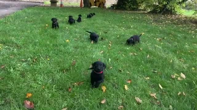 Labrador Retriever dogs for sale: Labrador Puppies from Working Parents - Video 2