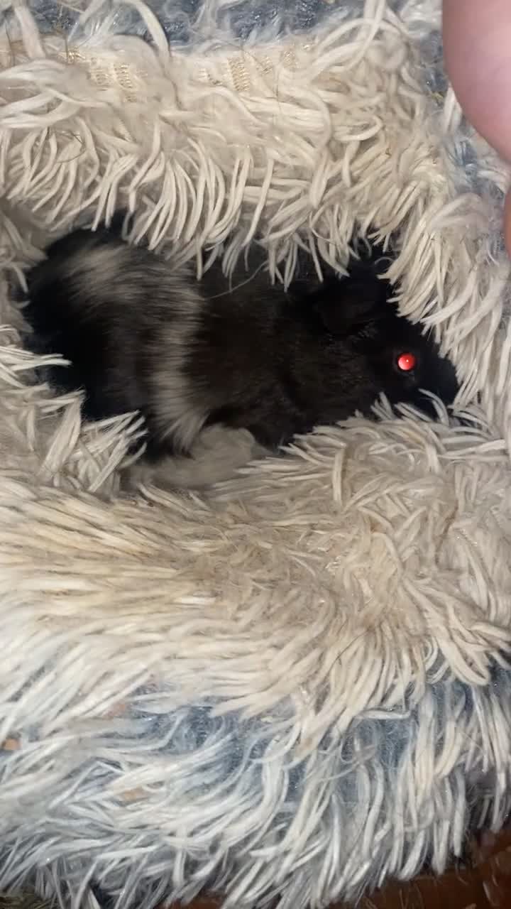 Guinea Pig rodents for sale: Oreo  in Liverpool - Video 1