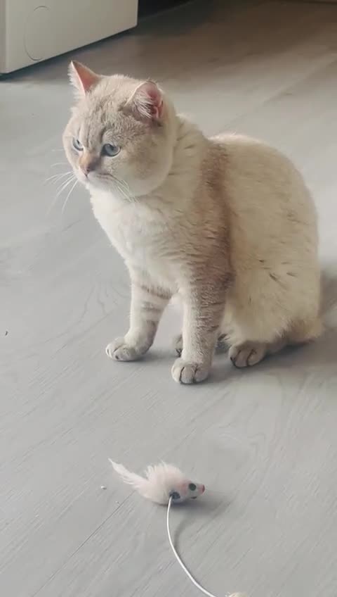 British Shorthair cats for sale: British shorthair white lilac shaded  - Video 1