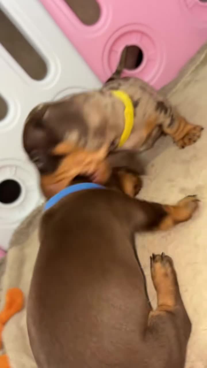 Miniature Dachshund dogs for sale: Miniature dachshund boy - Video 1