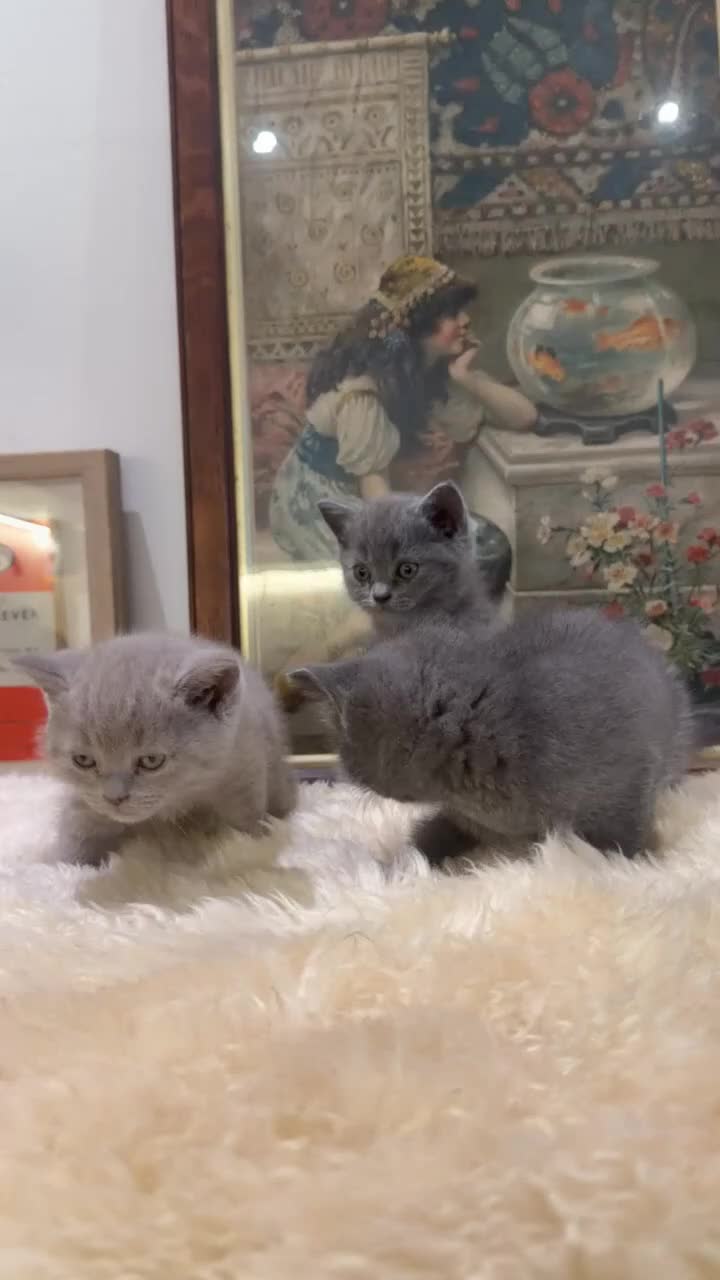 British Shorthair cats for sale: TICA registered Champion Bloodline BSH Kittens - Video 1