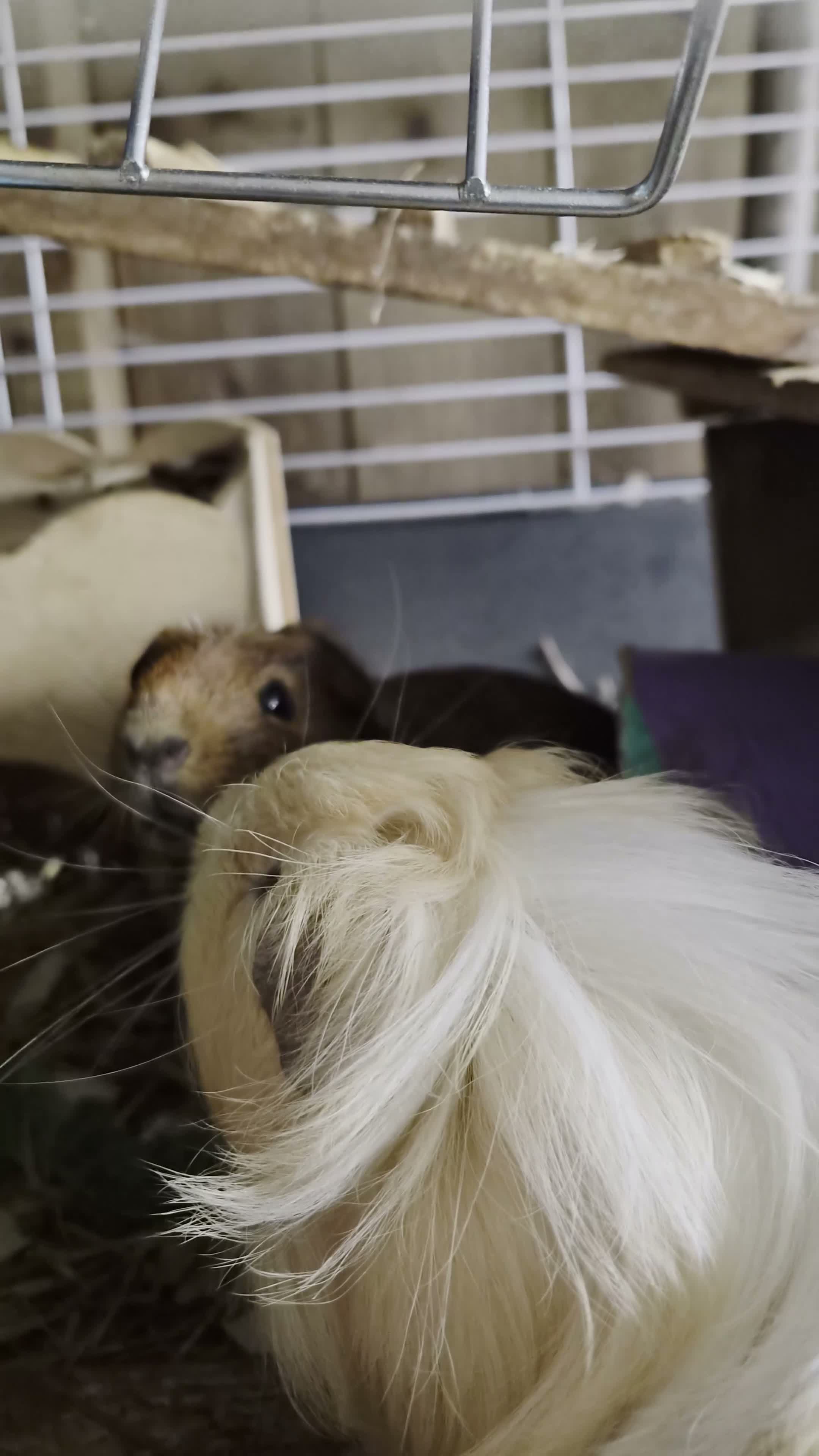 Guinea Pig rodents for sale: Bond boys ready go  - Video 2