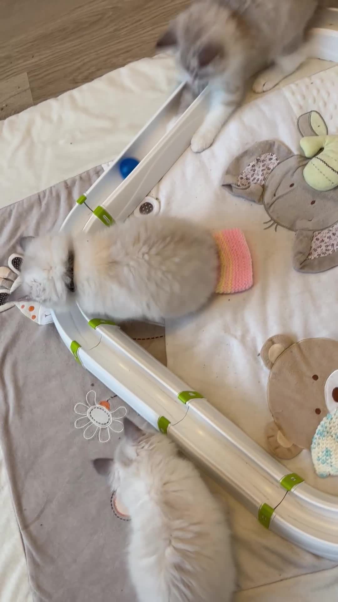 Siberian cats for sale: GCCF Registered Siberian Kitten For Sale  - Video 2