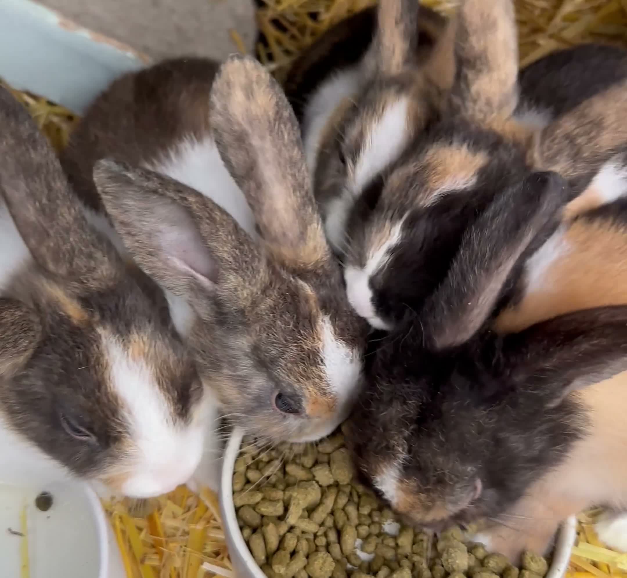 Dutch rabbits for sale: Baby Dutch Rabbits in Boston - Video 1