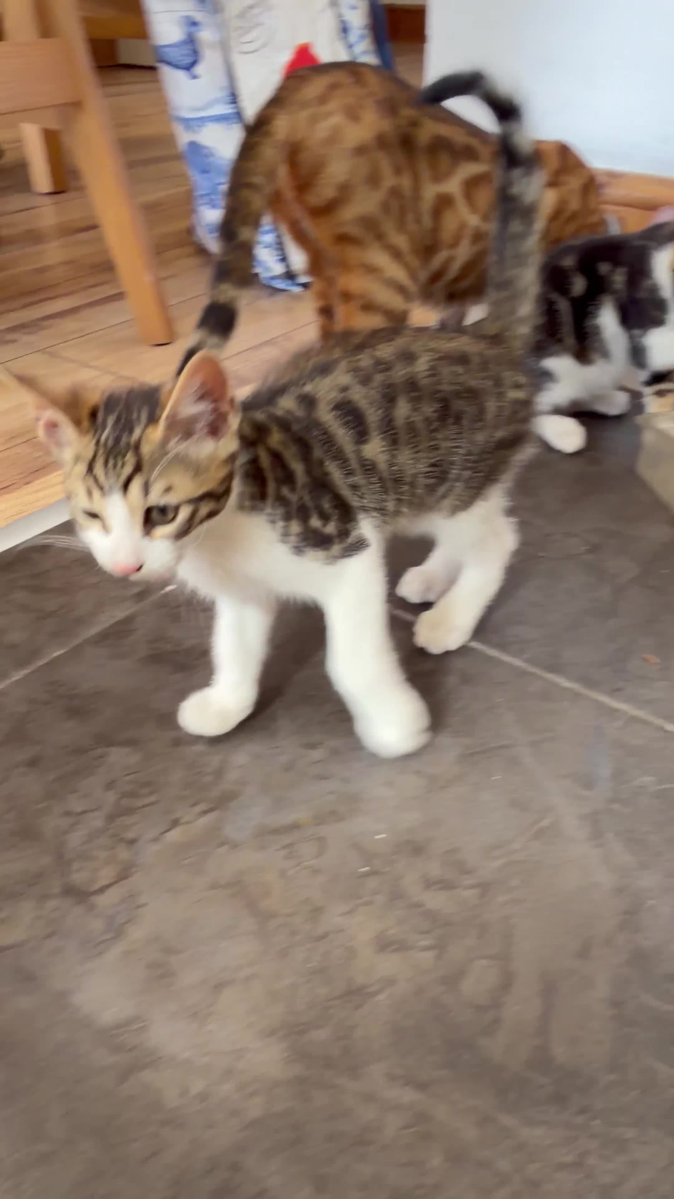 Mixed Breed cats for sale: Gorgeous Mixed Bengal Kittens - Video 1