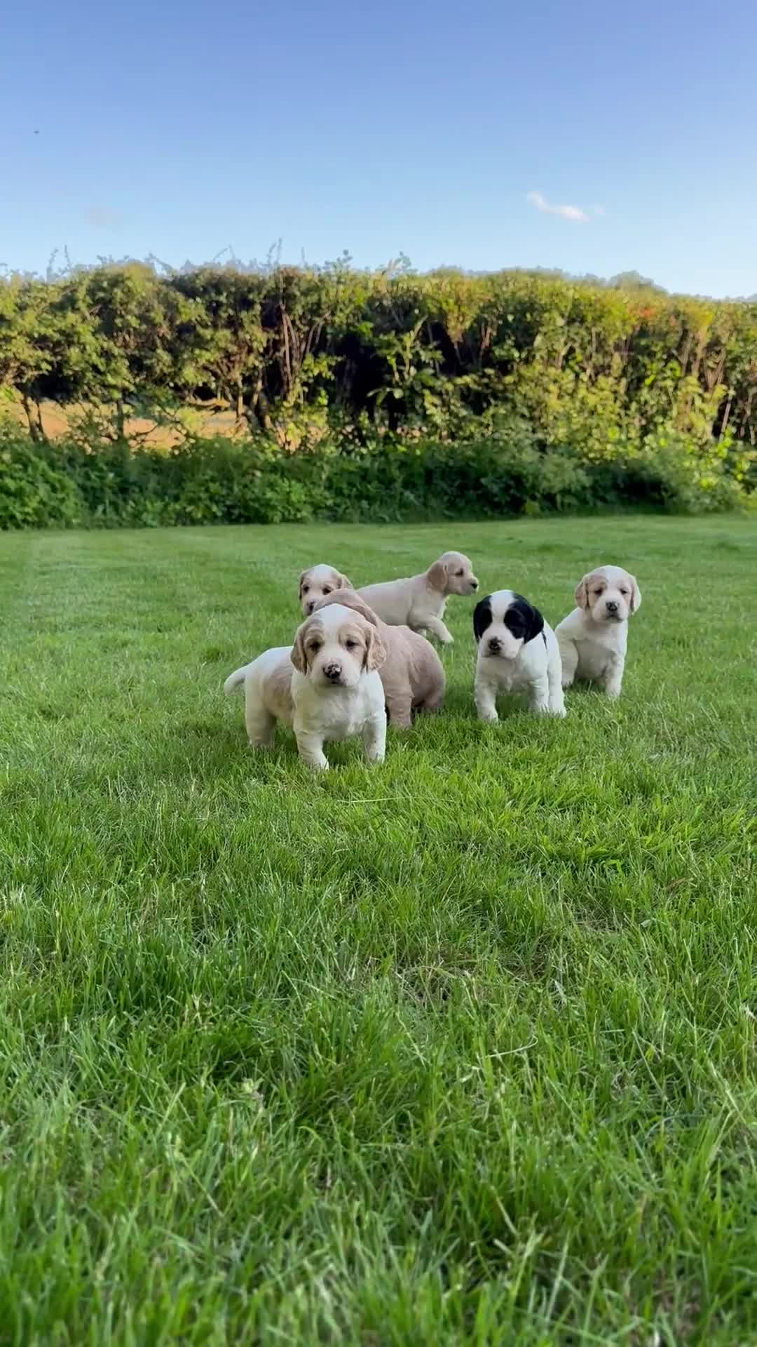 Cocker Spaniel dogs for sale: KC Registered Working Cocker Spaniel puppies - Video 1