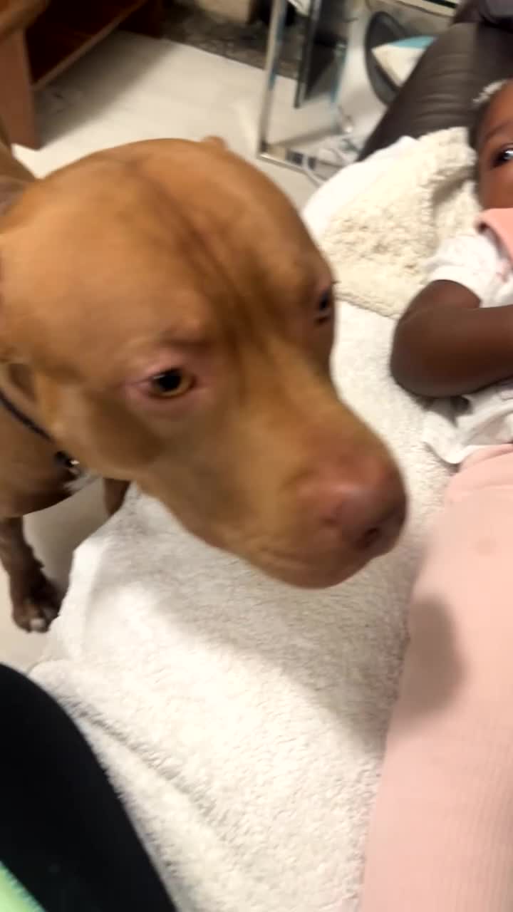 Mixed Breed dogs for sale: STAFFORDSHIRE X AMERICAN BULLY DOG 3YO URGENT - Video 1