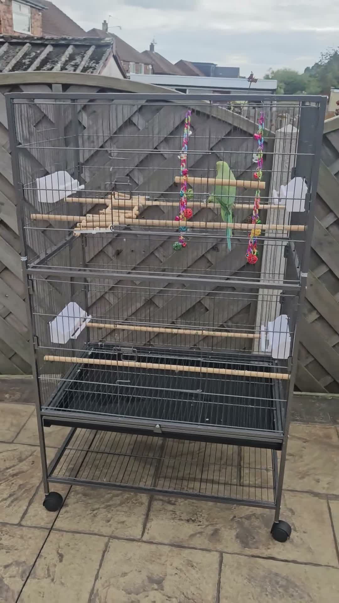 Parrots birds for sale: Green Indian Ring Neck Parrot - Male - parrot/cage - Video 1