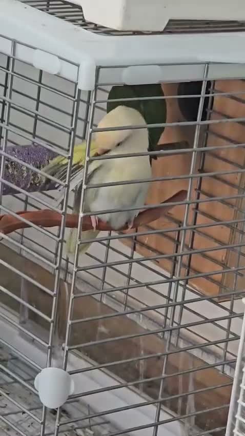 Mixed Breed birds for sale: Lovebirds  - Video 1