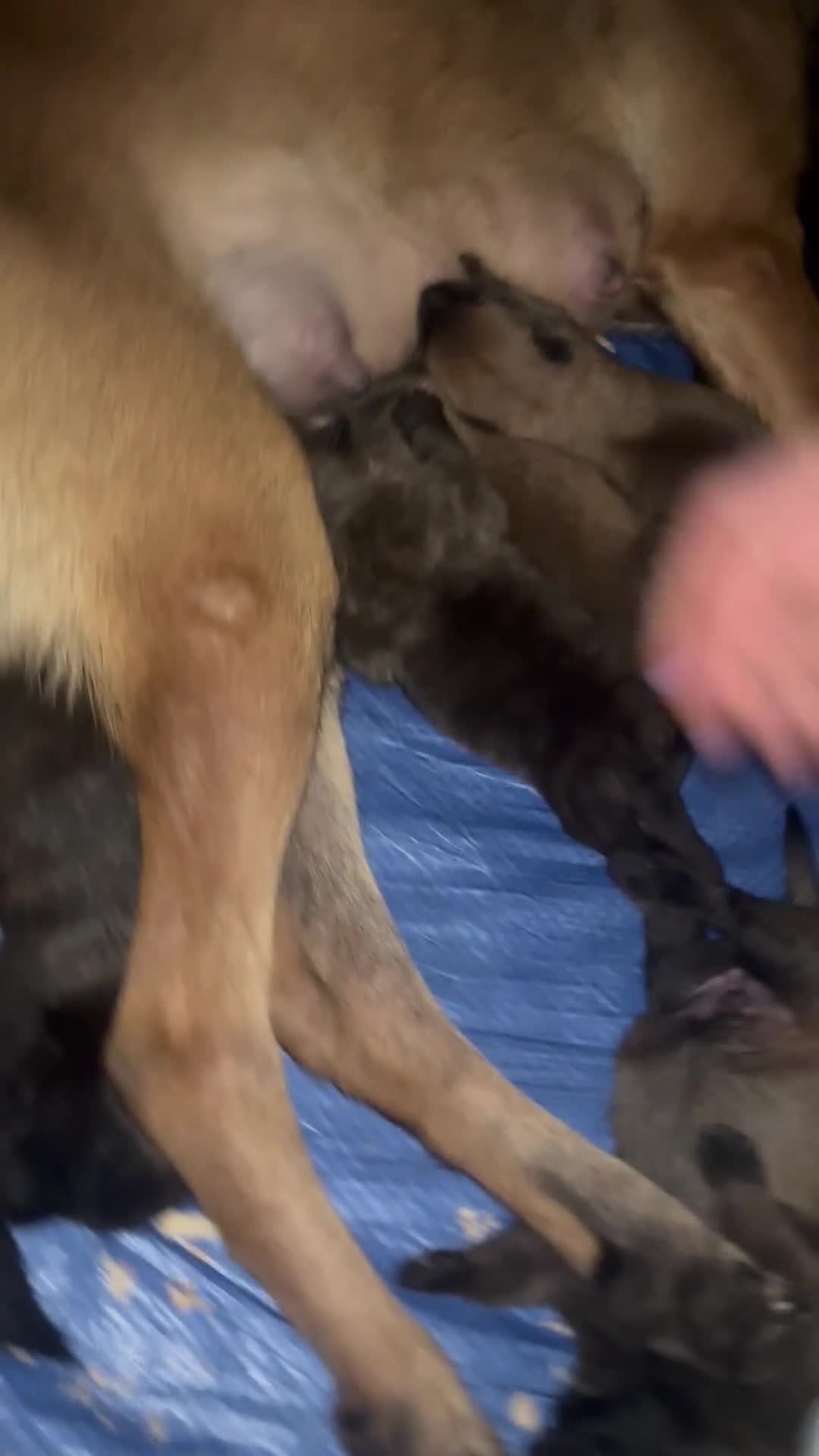 Belgian Shepherd Dog dogs for sale: Belgian malinois  - Video 2