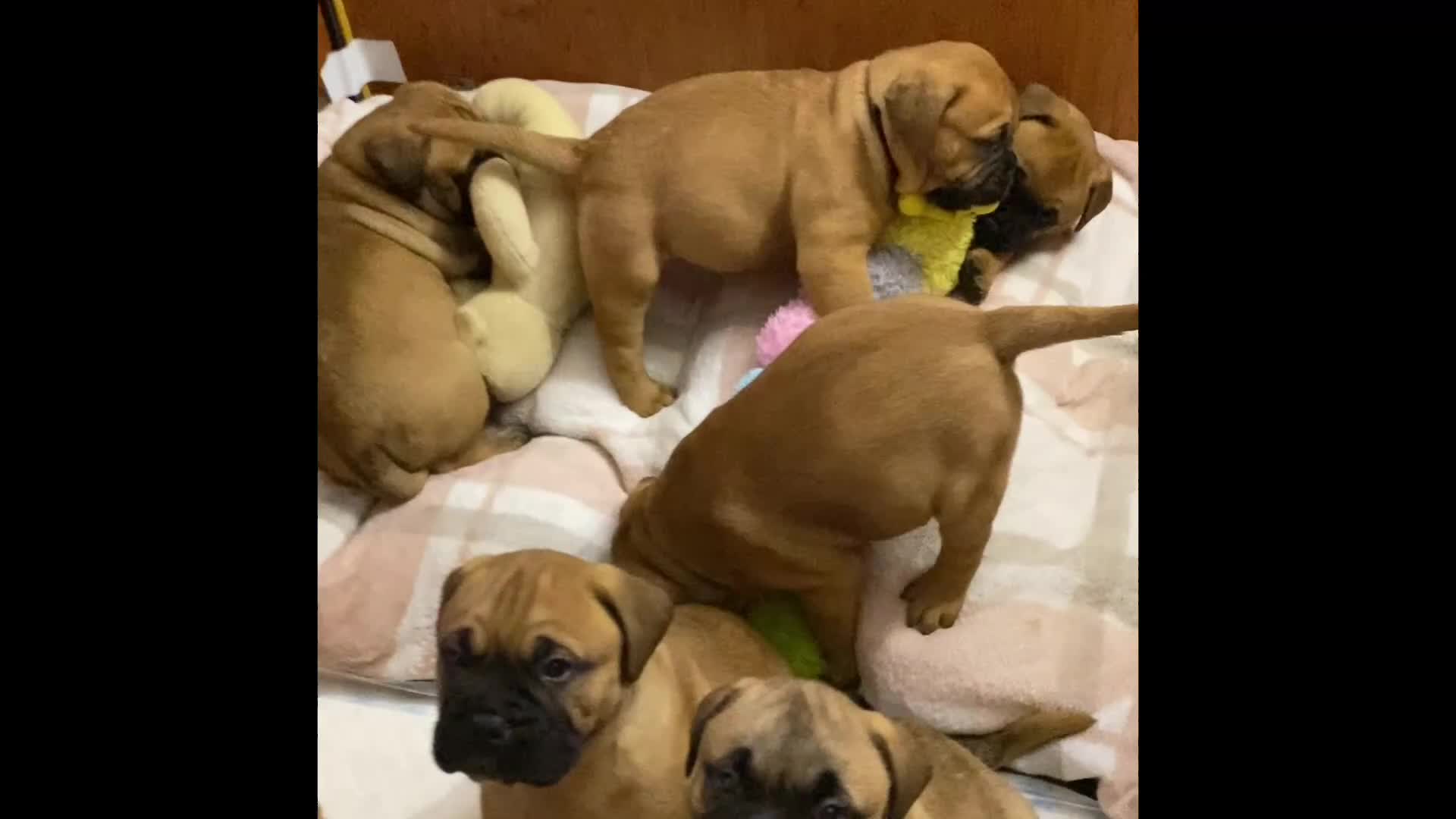 Bullmastiff dogs for sale: Beautiful litter of KC Reg bullmastiff puppies - Video 2