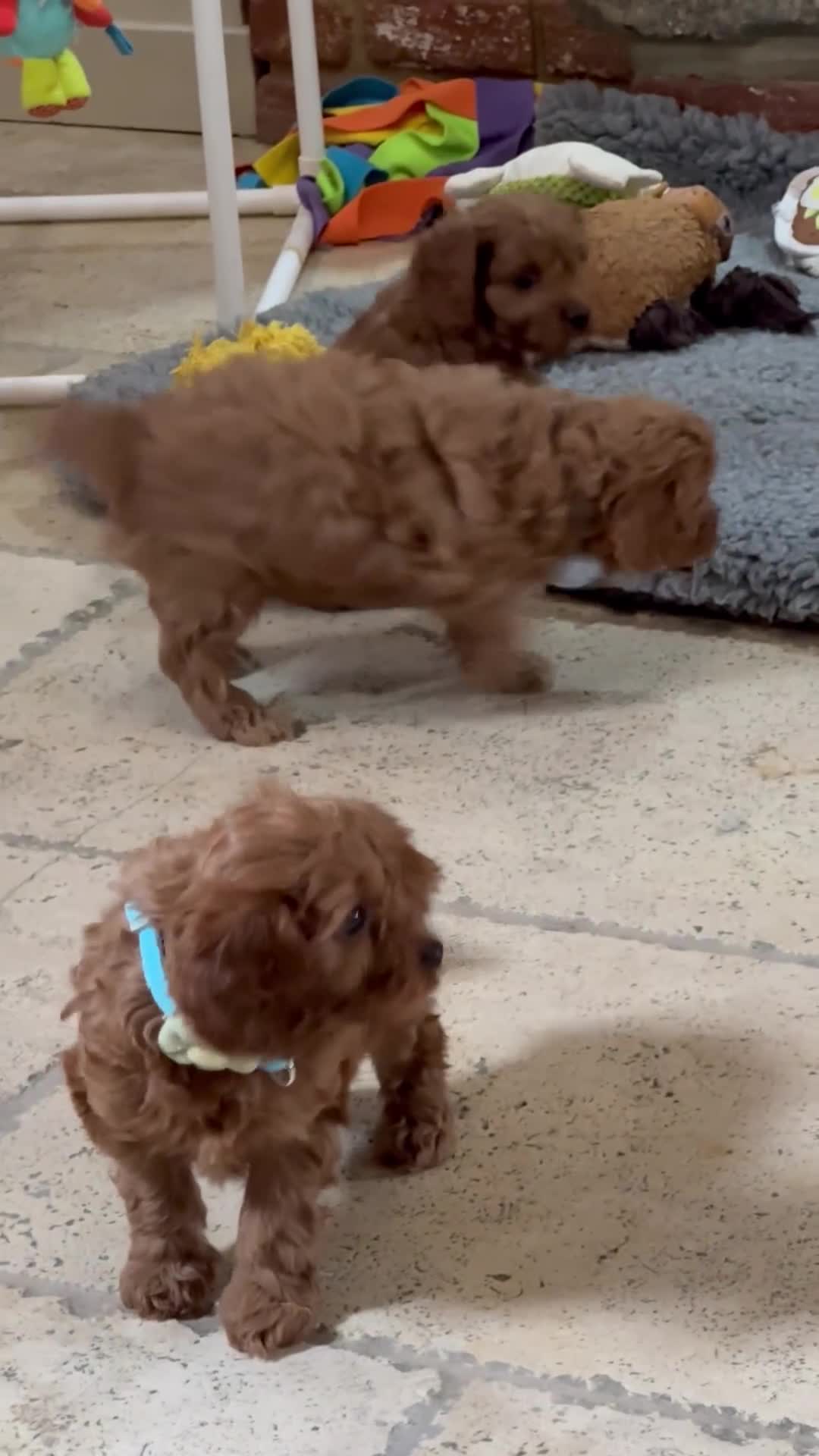 Cavapoo dogs for sale: Toy F1 Red cavapoos exstensively health tested ! - Video 1