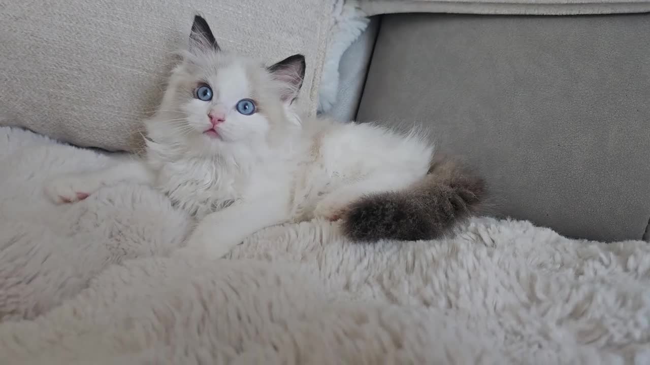 Ragdoll cats for sale:  GCCF Ragdolls kittens  - Video 2