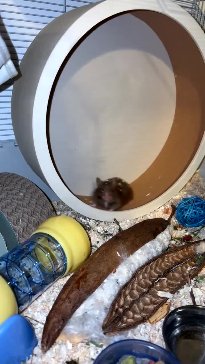Hamster rodents for sale: 3 month old male syrian hamster.  in Leicester - Video 1