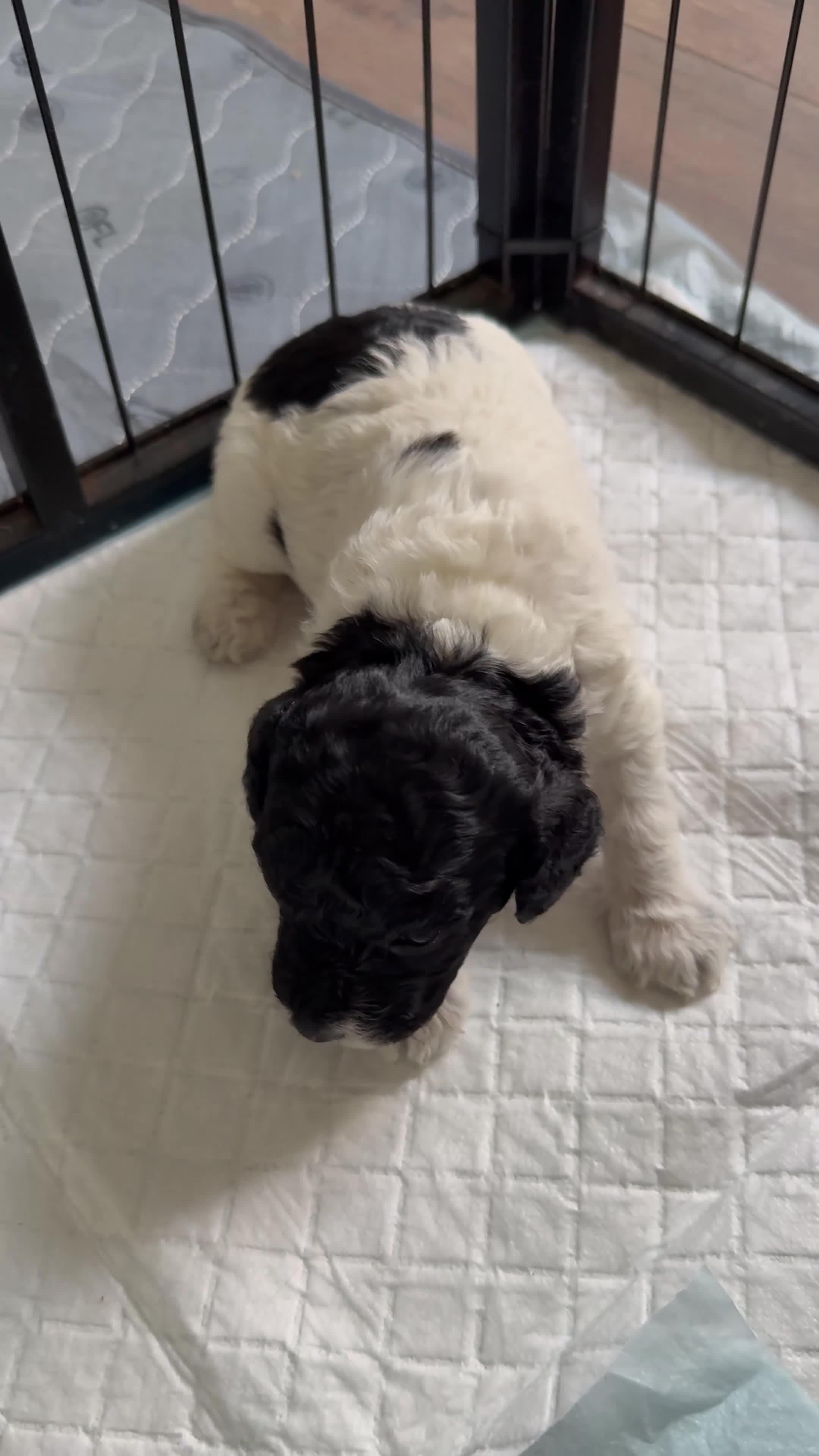 Cockapoo dogs for sale: 1 GIRL LEFT 🐾 Stunning F2 Cockapoo Pups - Video 1