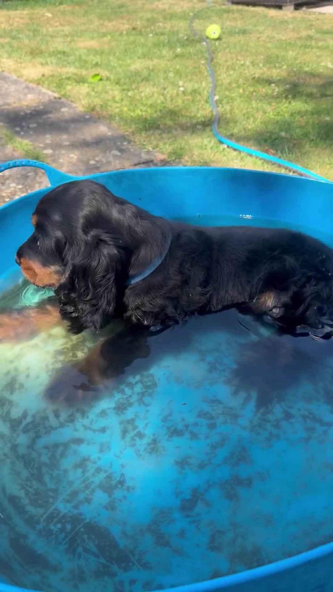 Cocker Spaniel dogs for sale: Last remaining Stunning KC show Cocker  - Video 3