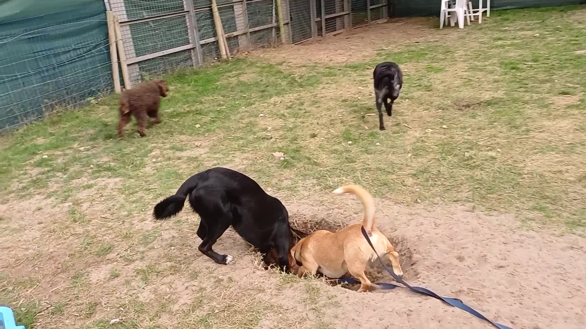 Mixed Breed dogs for adoption: An Adorable Labrador cross Boy - for a Loving Home - Video 1