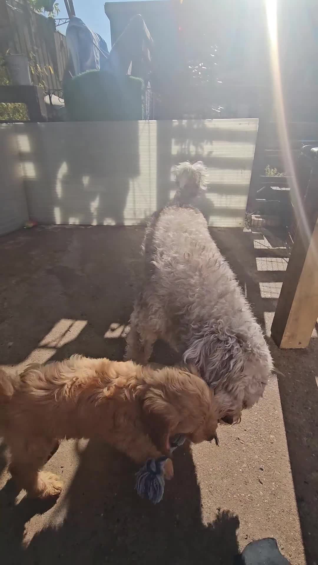 Cockapoo dogs for sale: Gorgeous Cockapoo pups - Ready now!!! - Video 2