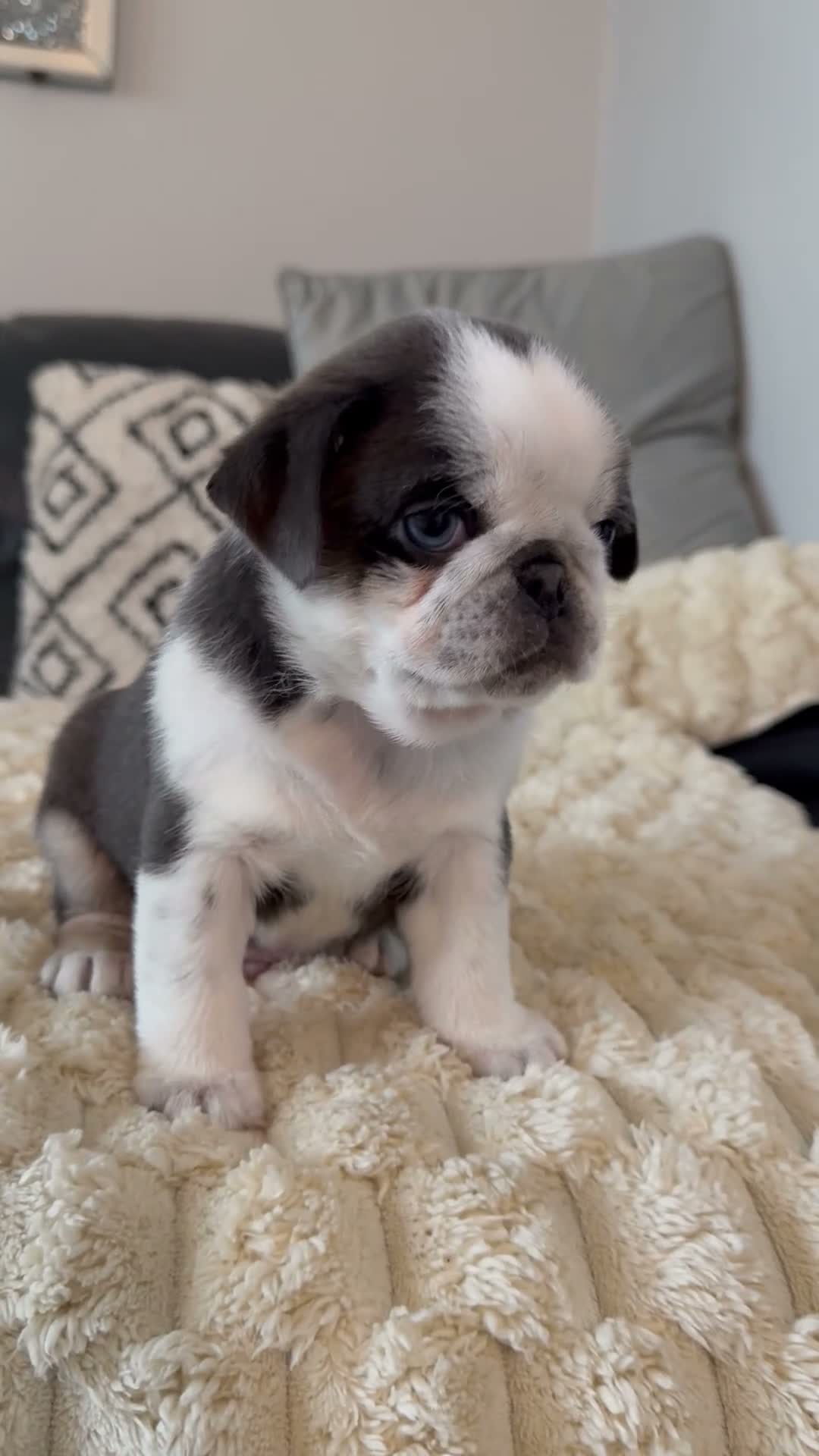 Pug dogs for sale: Kc pug puppies from a 5 star licensed breeder  - Video 3