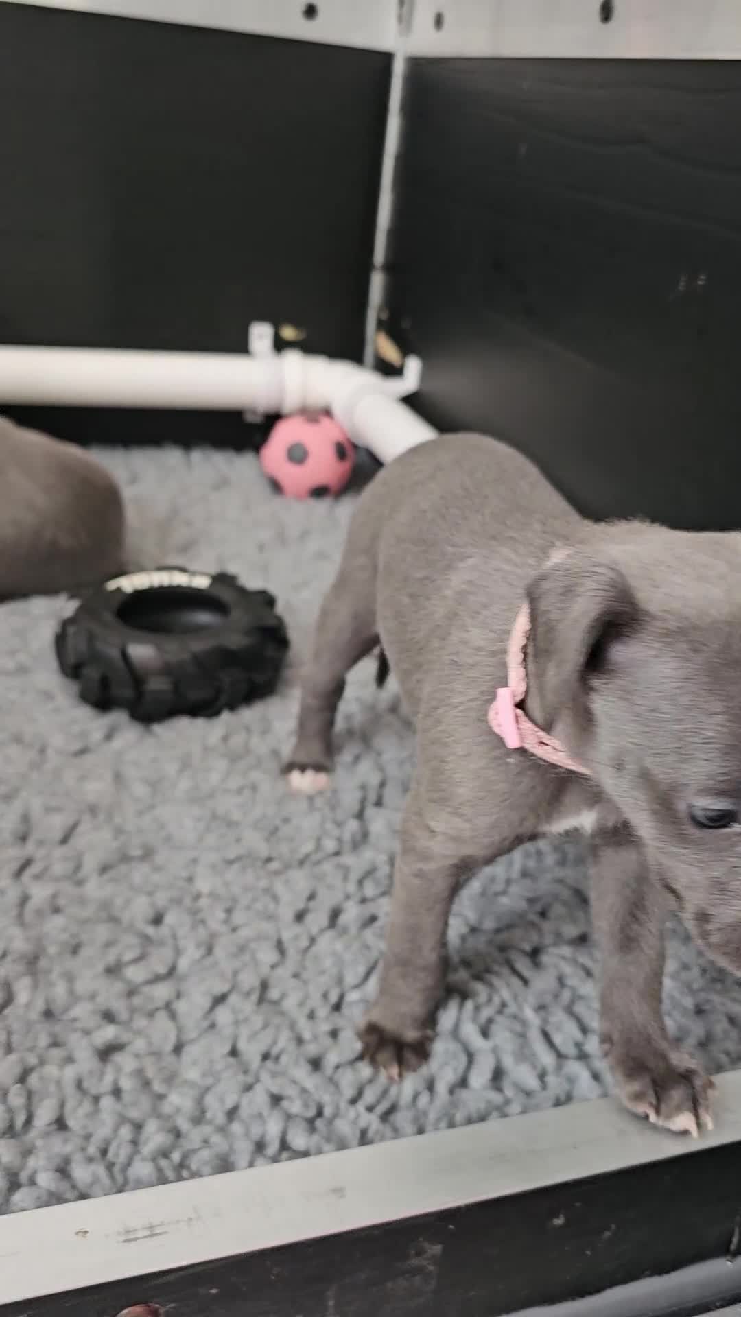 Whippet dogs for sale: excellent litter of Kc reg blue whippet puppies  - Video 2