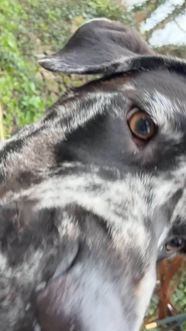 Mastiff dogs for sale: Rare merle English mastiff girl in Saint Austell - Video 2