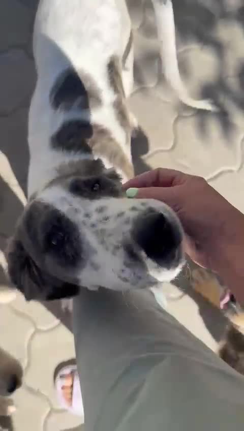 Mixed Breed dogs for adoption: ODIN, a superb young boy - for a Loving Home - Video 4