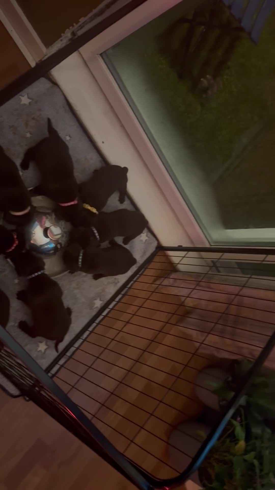 Labrador Retriever dogs for sale: Puppies due between 6-13 February  - Video 1