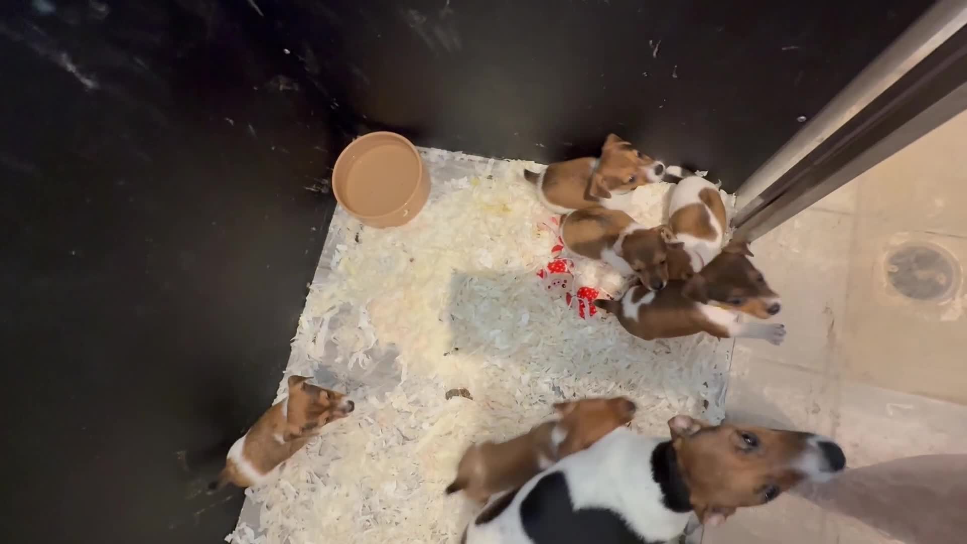 Jack Russell dogs for sale: Jack Russell terriers  - Video 2