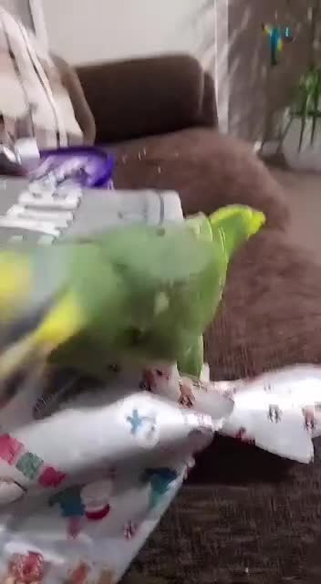 Parrots birds for sale: Africian orange winged parrot  - Video 3