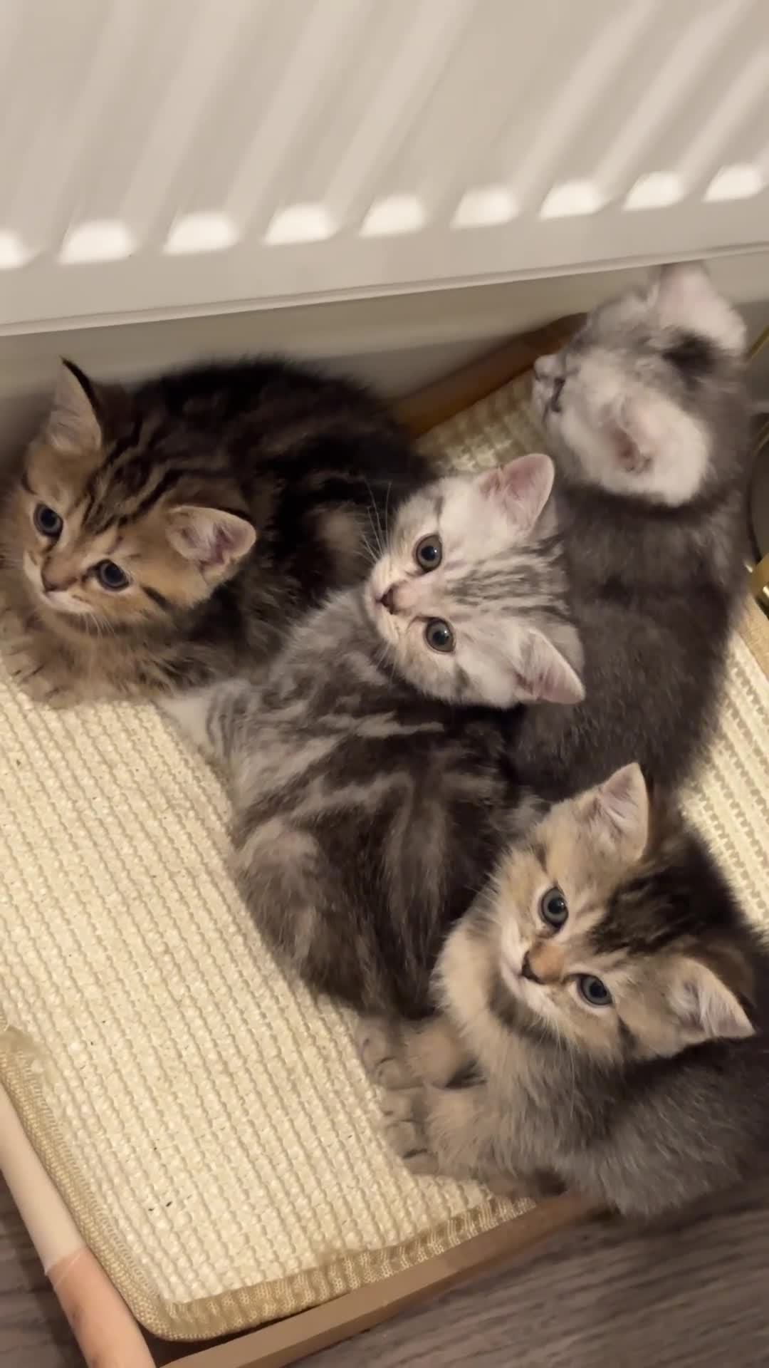 British Shorthair cats for sale: British Shorthair Kittens  - Video 2