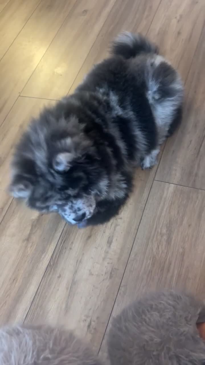 Chow Chow dogs for sale: 5 month old male chow chow  - Video 1