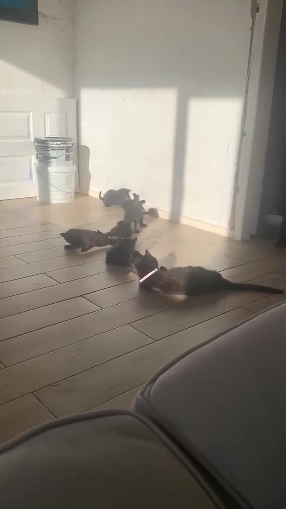 Domestic Shorthair cats for sale: 7 gorgeous black kittens for sale.  in Oldham - Video 1