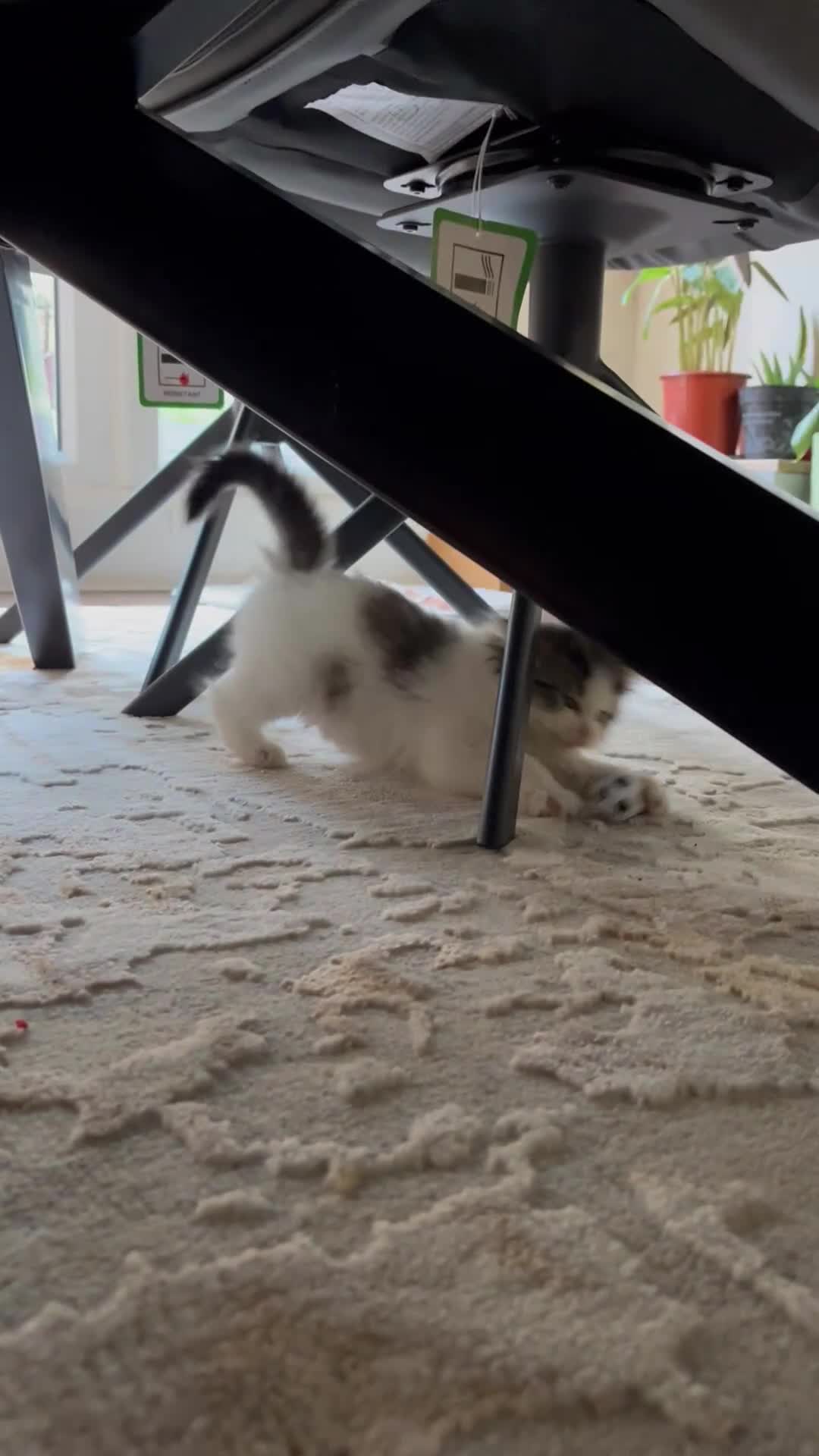 Ragdoll cats for sale: 2 half ragdoll kittens - 1 male 1 female - Video 2