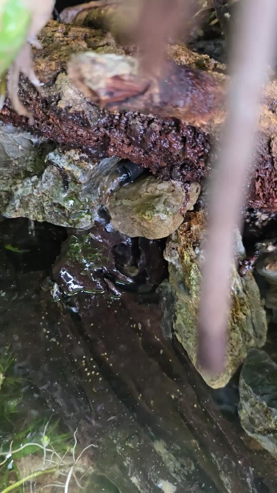 Frog reptiles for sale: 6 Red eyed tree frogs with paludarium set up  - Video 1