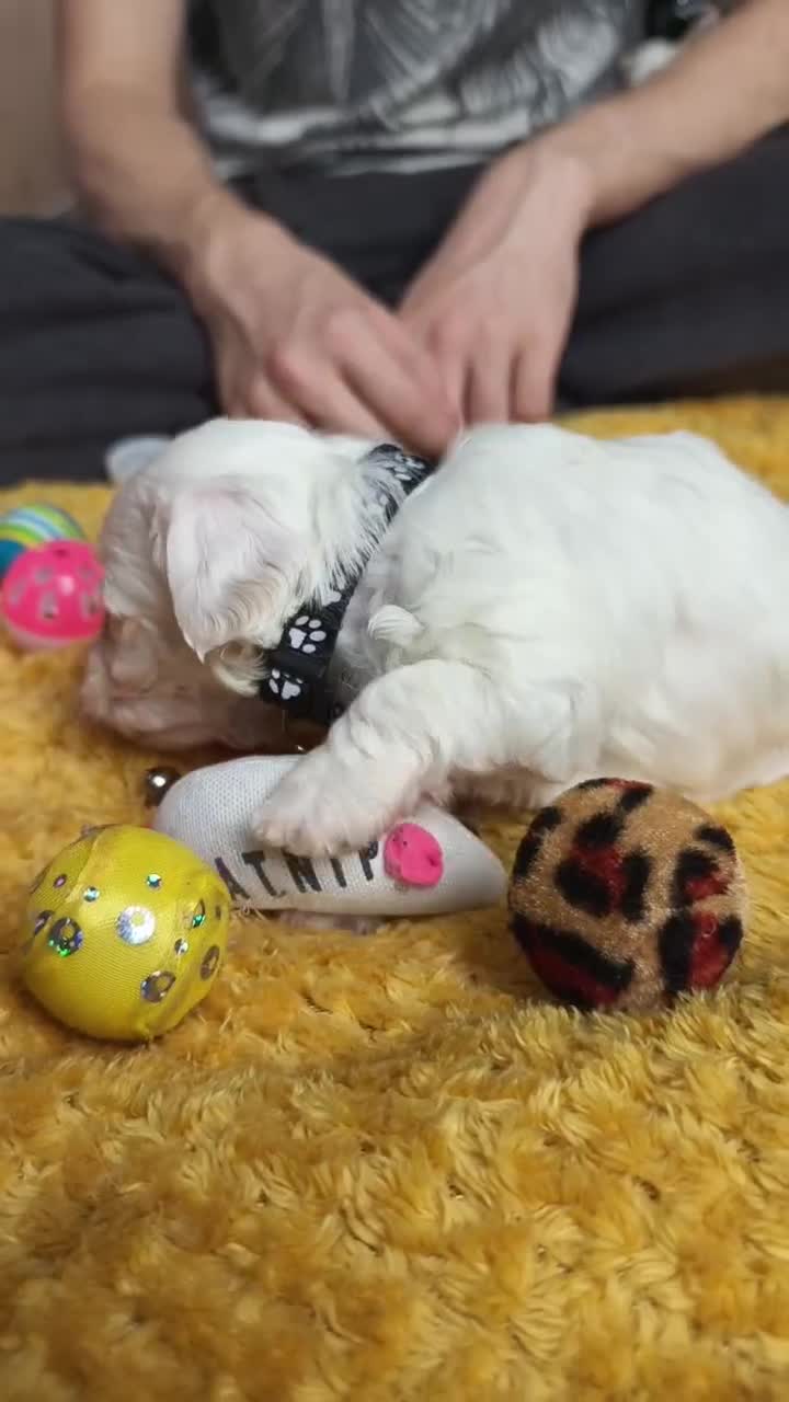Maltipoo dogs for sale: F2 Mini Maltipoo,Toy size 4 boys - Video 4