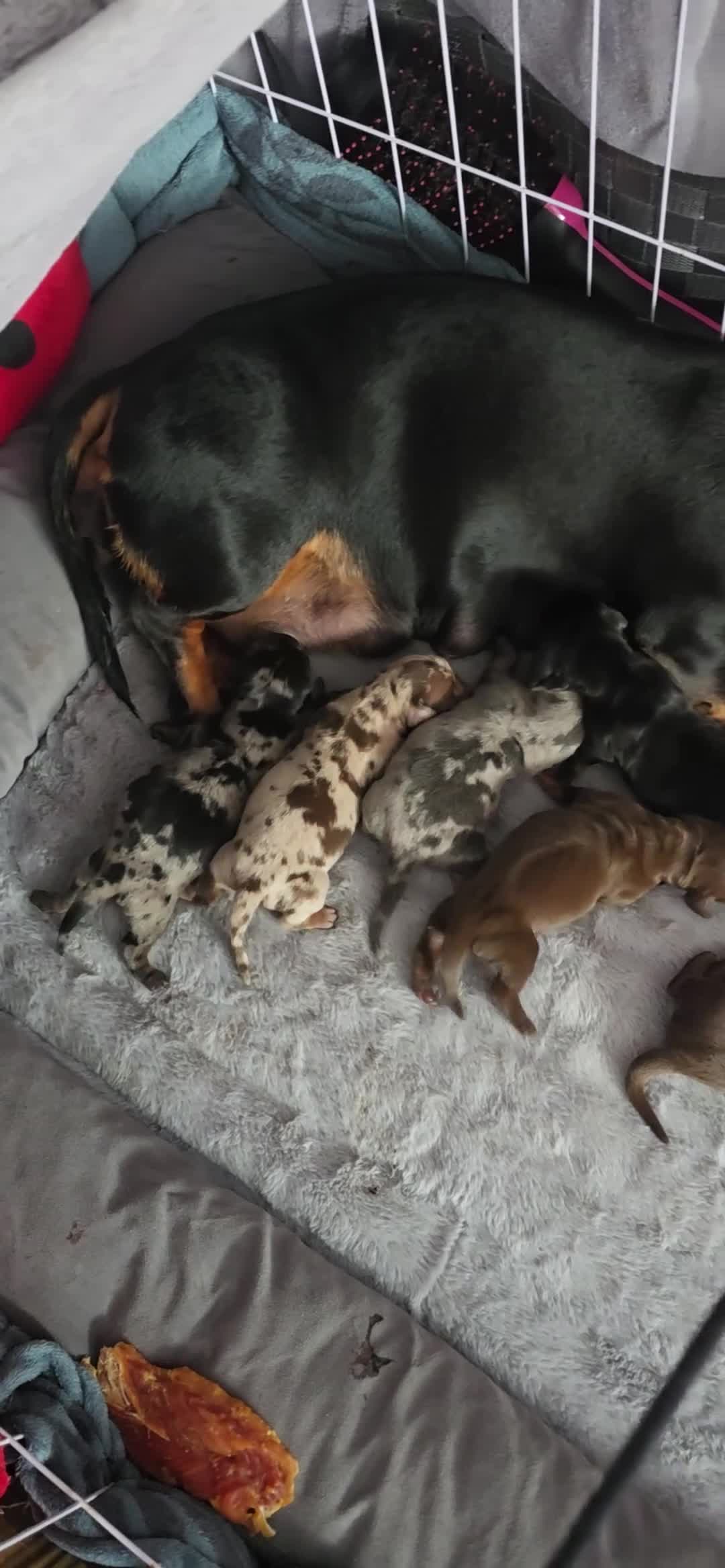 Miniature Dachshund dogs for sale:  Miniature Dachshund Puppies Seeking Loving Homes - Video 1