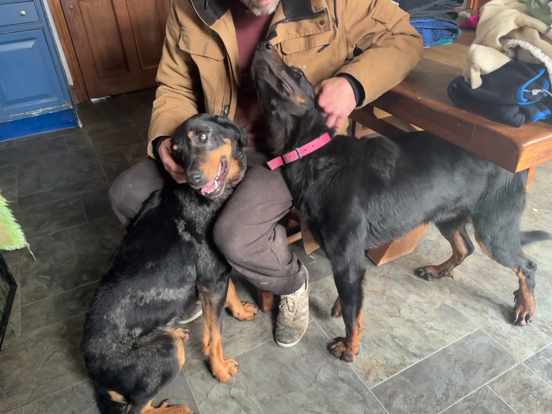 Beauceron dogs for sale: 🌟Merdelaine Beaucerons🌟extensively tested litter - Video 1