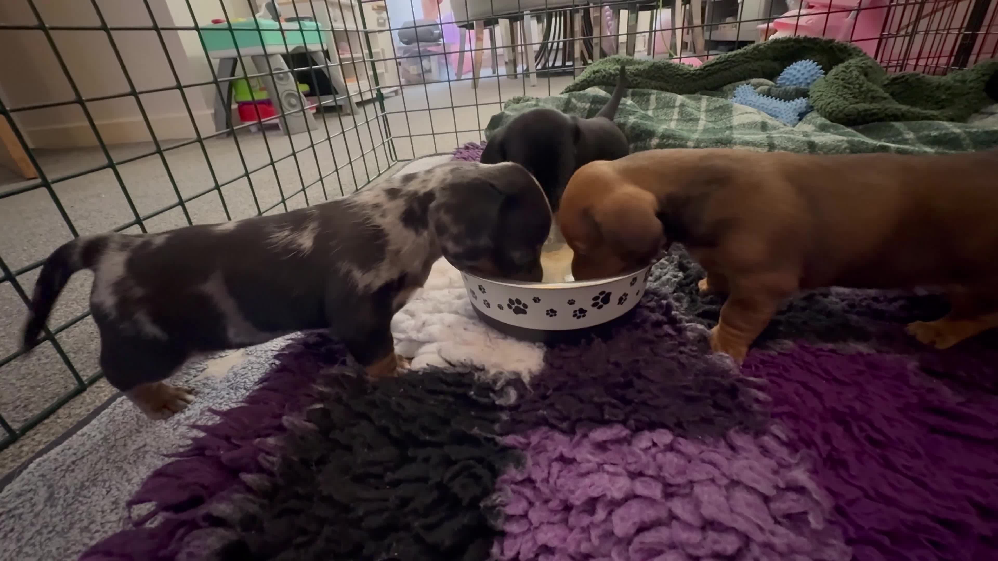 Miniature Dachshund dogs for sale: Three beautiful miniature Dachshund girls  in Hull - Video 2
