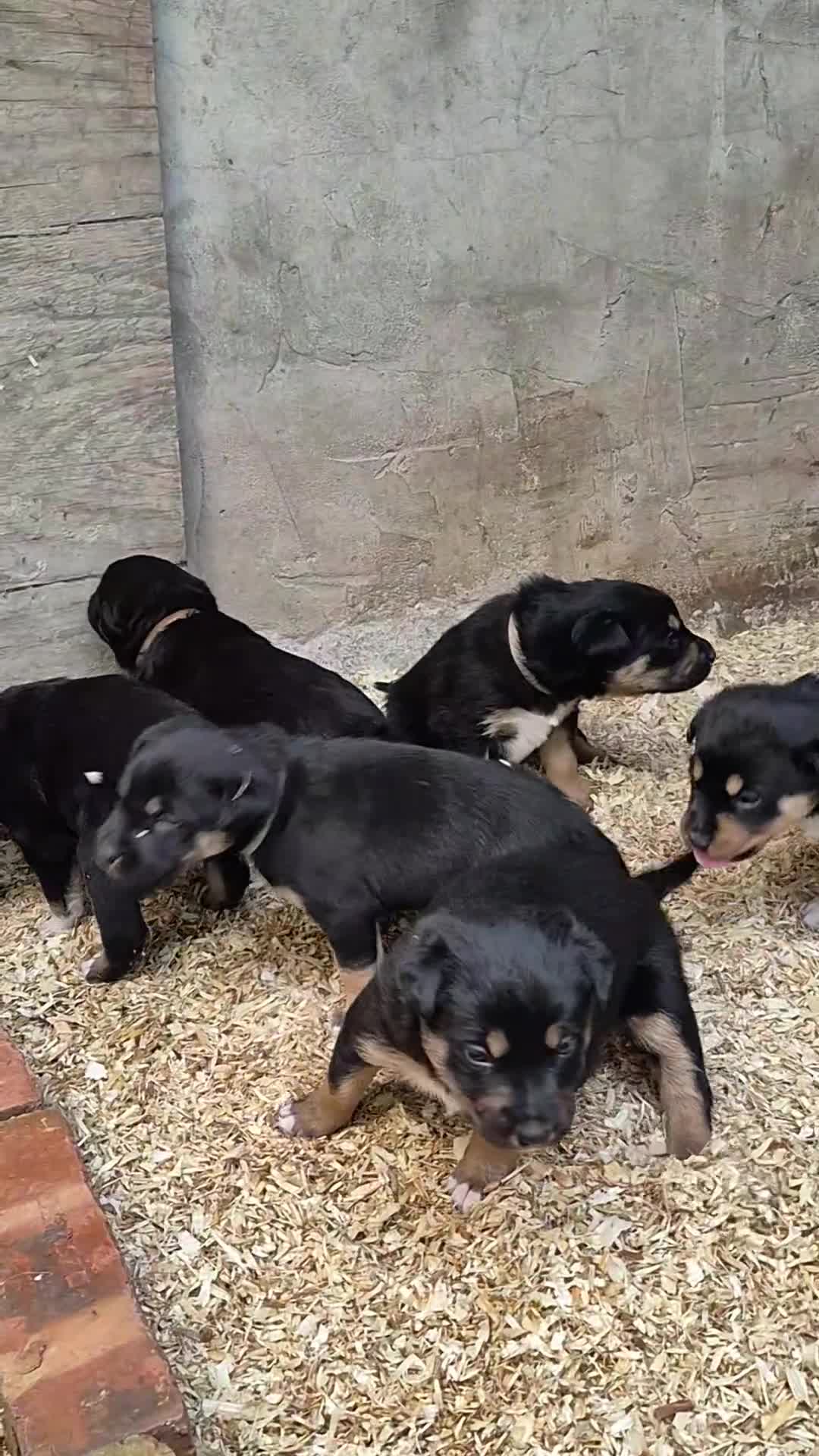 Mixed Breed dogs for sale: Working collie x kelpie puppies  - Video 1