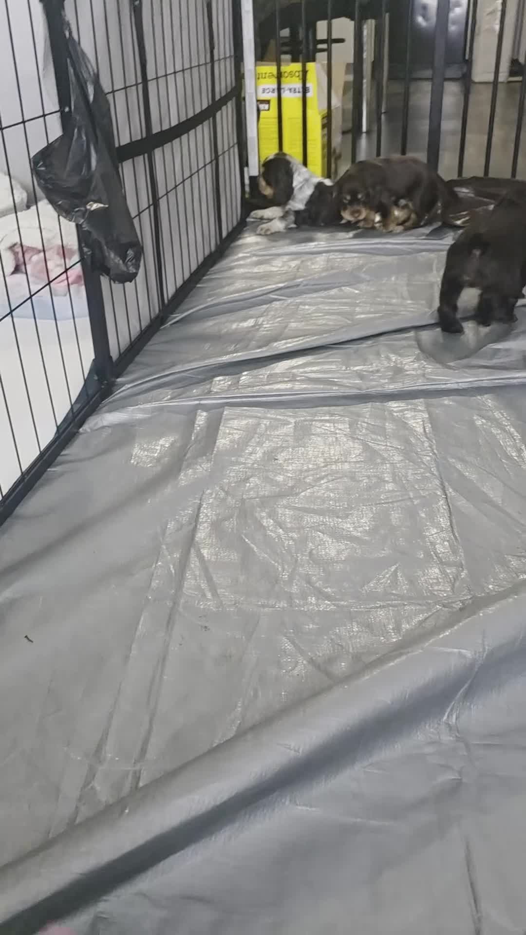 Cocker Spaniel dogs for sale: KC Show Cocker Spaniel  - Video 2