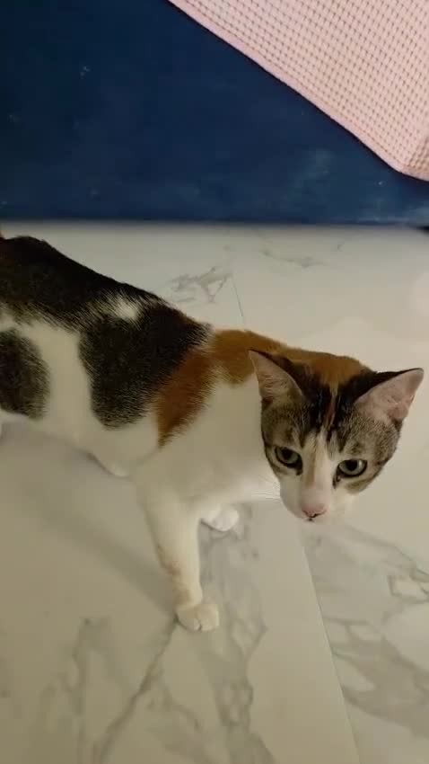 Arabian Mau cats for adoption: Toast - Video 1