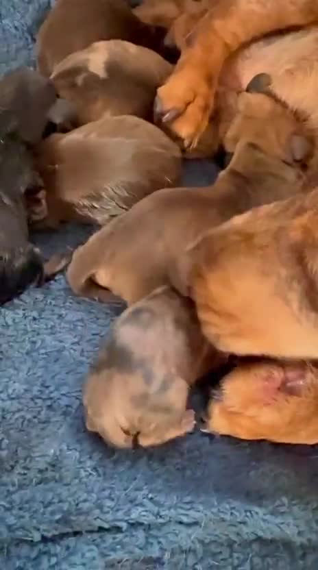 Dachshund dogs for sale: Beautiful little of Dachshunds  - Video 1