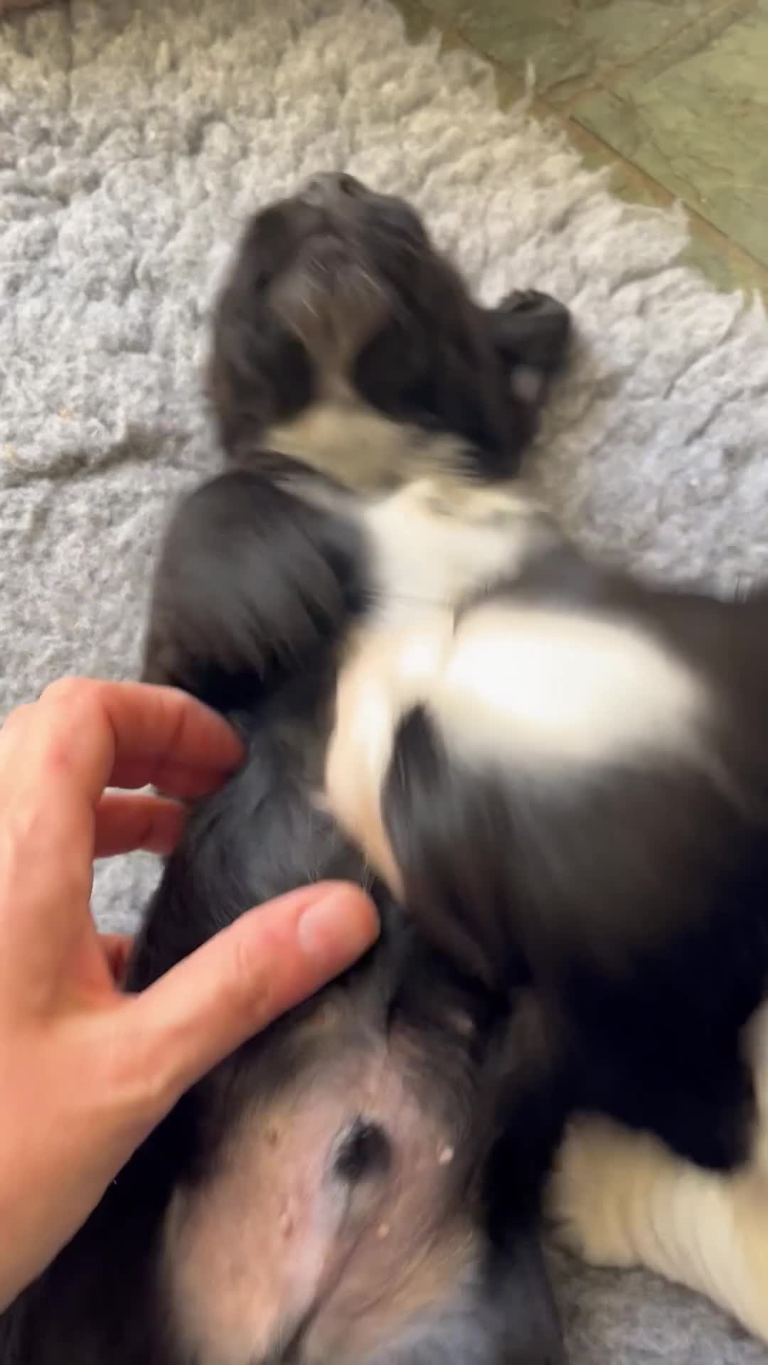 Cocker Spaniel dogs for sale: Exceptional KC Working Cocker Spaniel Puppies - Video 3